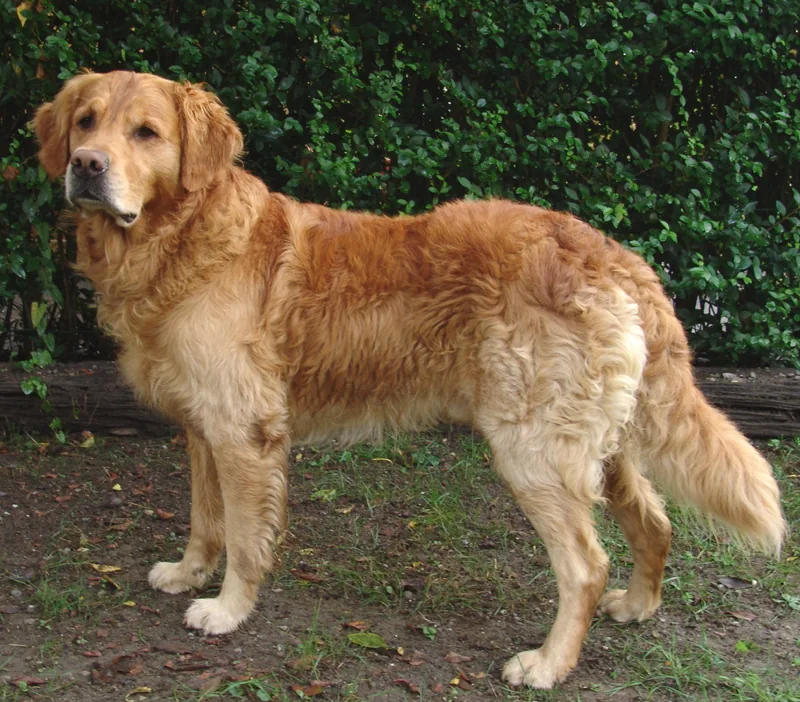A dog